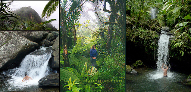 El Yunque rainforest waterfalls and ferns