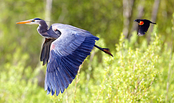 Blue Herons are often found in mangroves