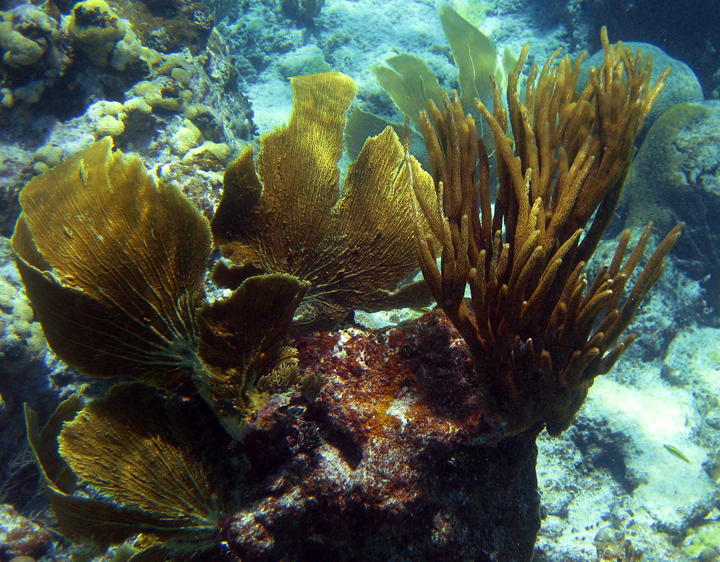 Gorgonian or  'soft corals' 