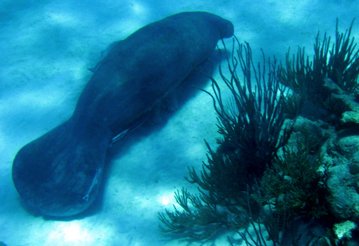 Young manatee off the east coast of Puerto Rico