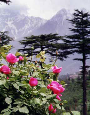 Kalpa Kinnaur Valley India