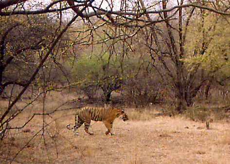 Tiger in Ranthambore Wildlife Park in India