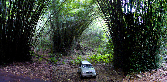 Rio Abajo nature reserve is in the karst area and has unusual bamboo plantings