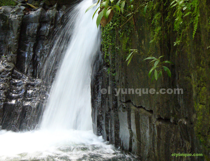 El Yunque rainforest in Puerto RIco Juan Diego lower falls.