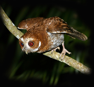 Little Puerto Rican Screech Owl
