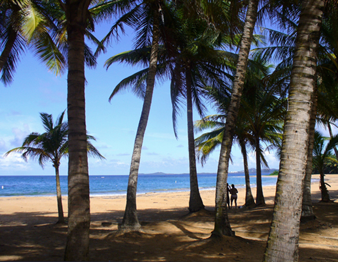 Coconut trees on Playa Azul  Luquillo