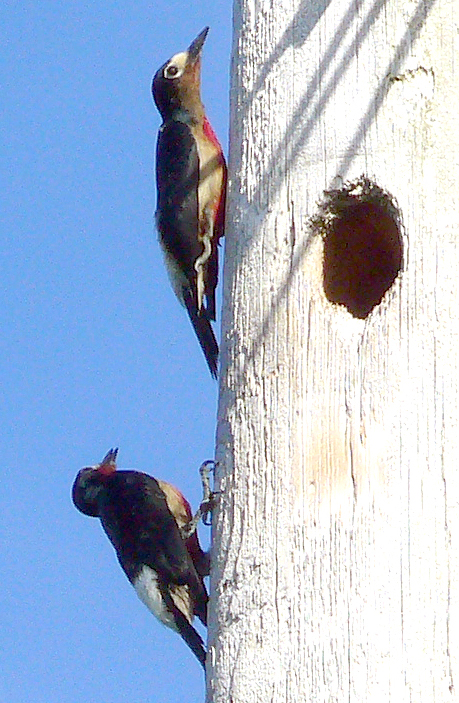 Puerto Rican woodpeckers endemics