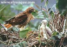 Guaraguao or Red Tailed Hawk and chick