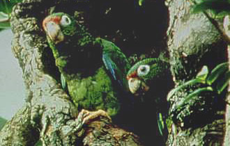 Puerto Rican Parrot is an endangered species