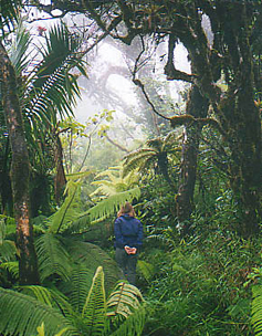 the elfin or dwarf or cloud forest on top of el yunque puerto rico