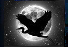 night heron and the moon