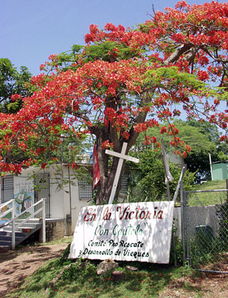 flamboyan tree on vieques island