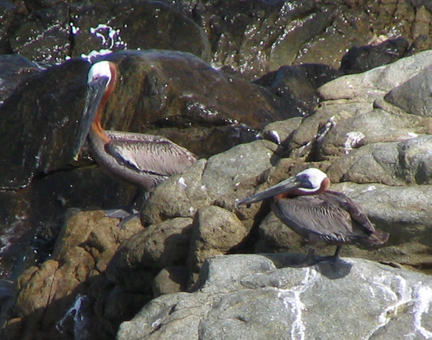 two brown pelicans on rocks 