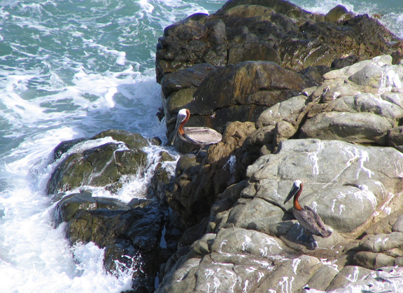 Brown Pelicans in Puerto Rico