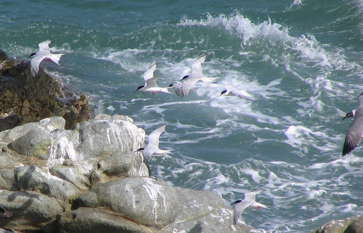 Terns off the rocks of Maunabo